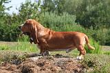 BASSET HOUND 209
